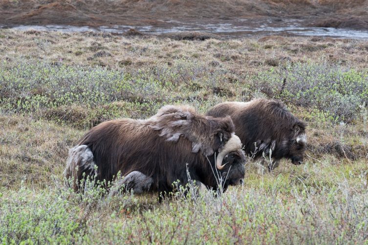 Cycling the Dalton Highway – Highlux Photography